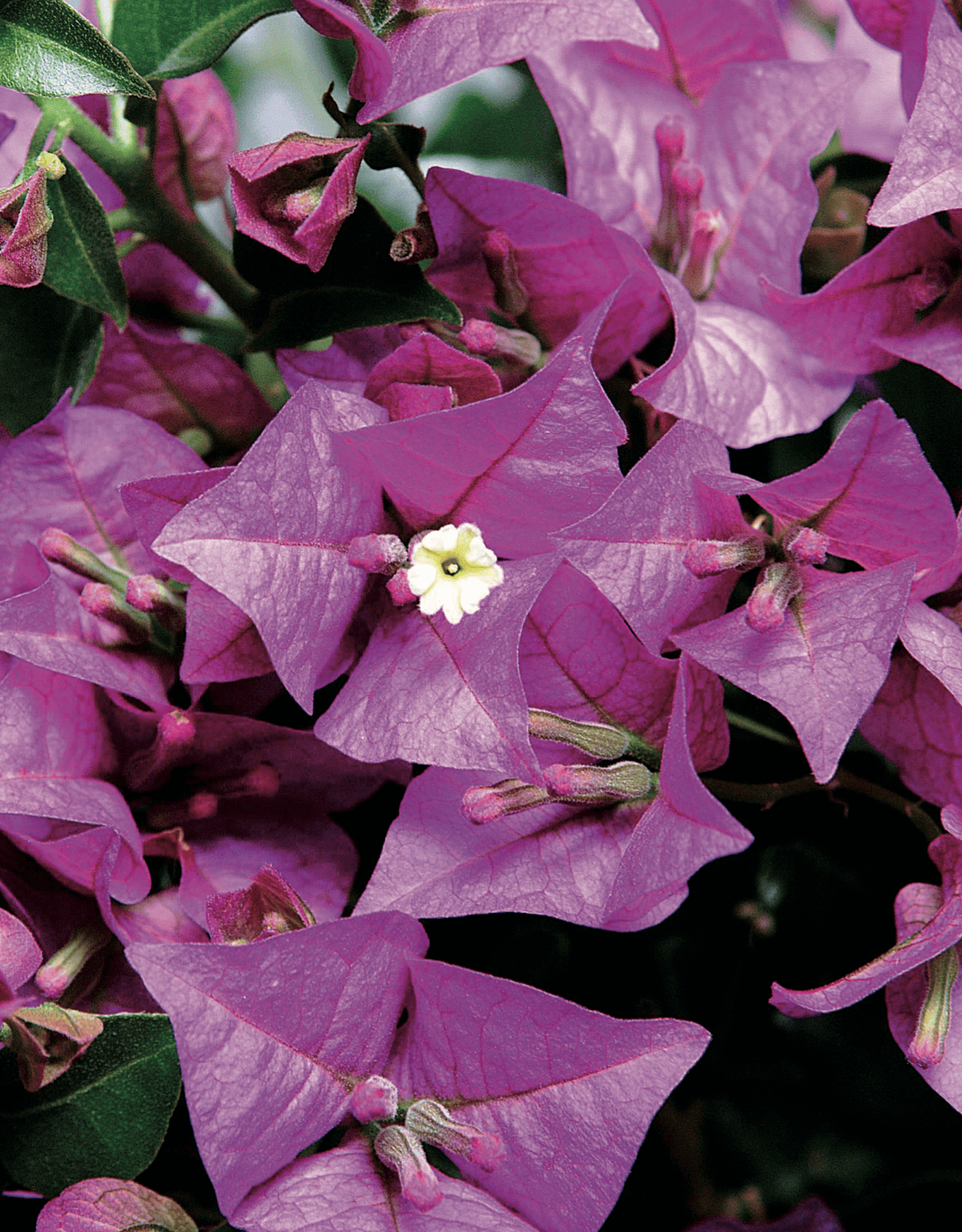 bougainvillea glabra