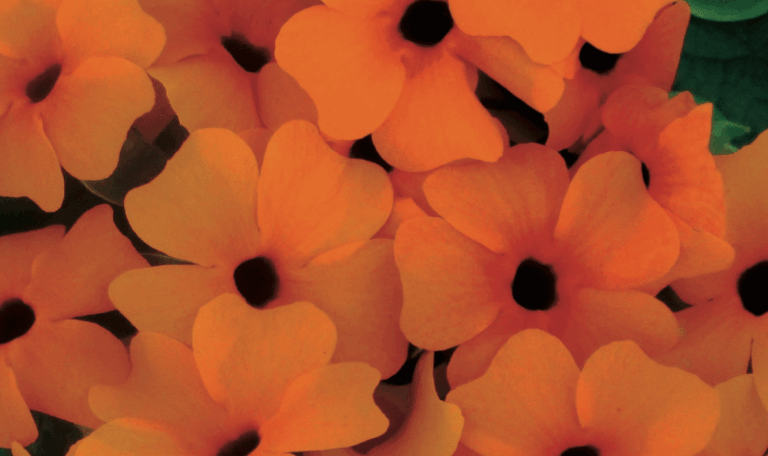 Thunbergia Alata arancio