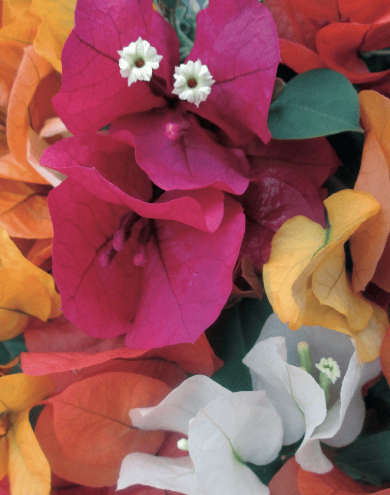 Bougainvillea Californiana