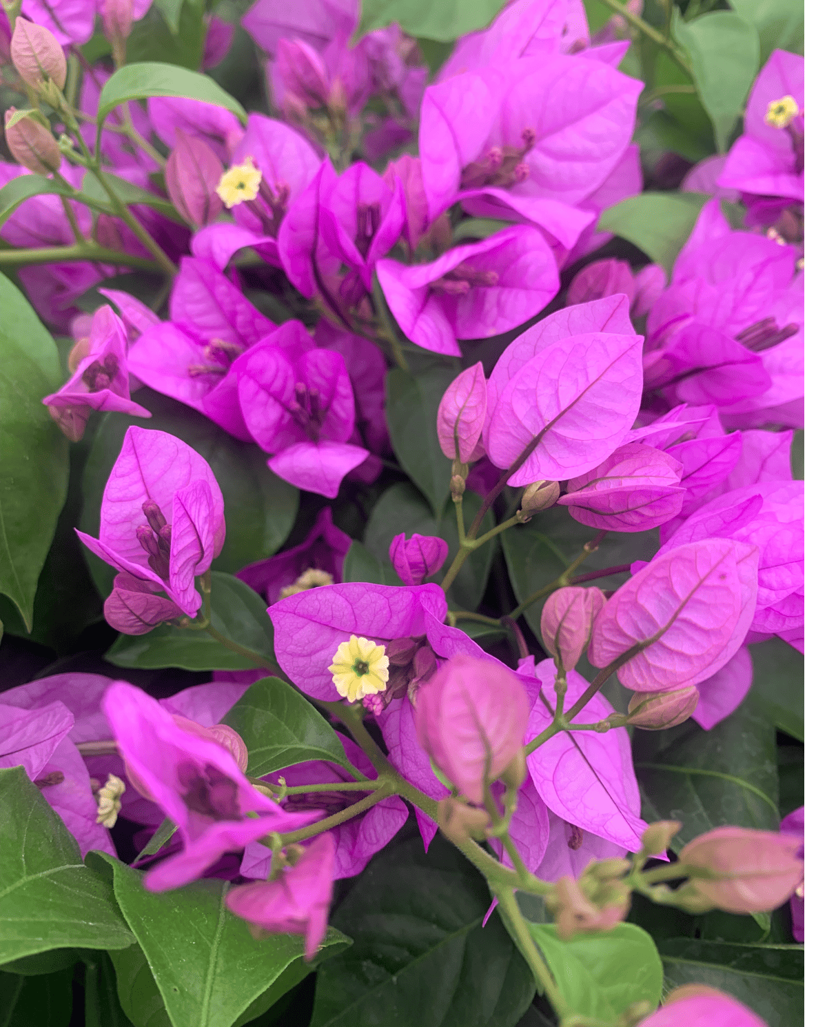 bouganvillea-spectoglabra (1) bouganvillea spectoglabra