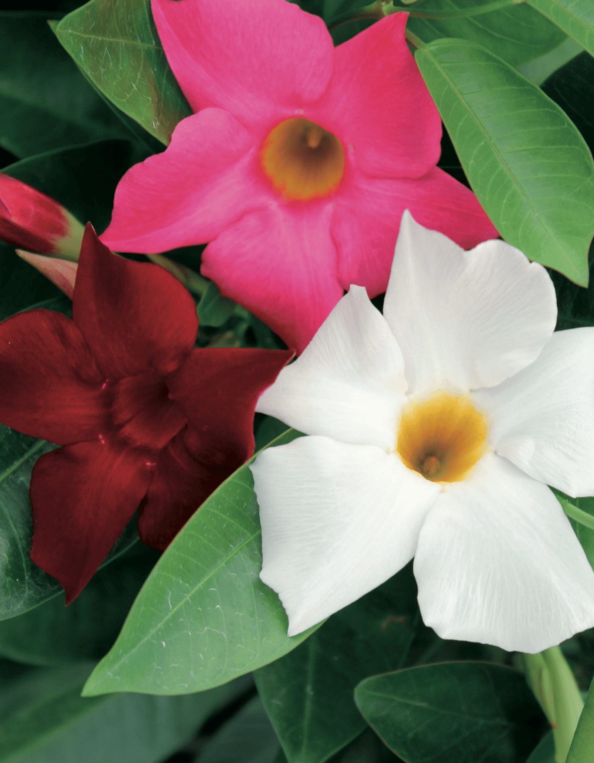 dipladenia (1)