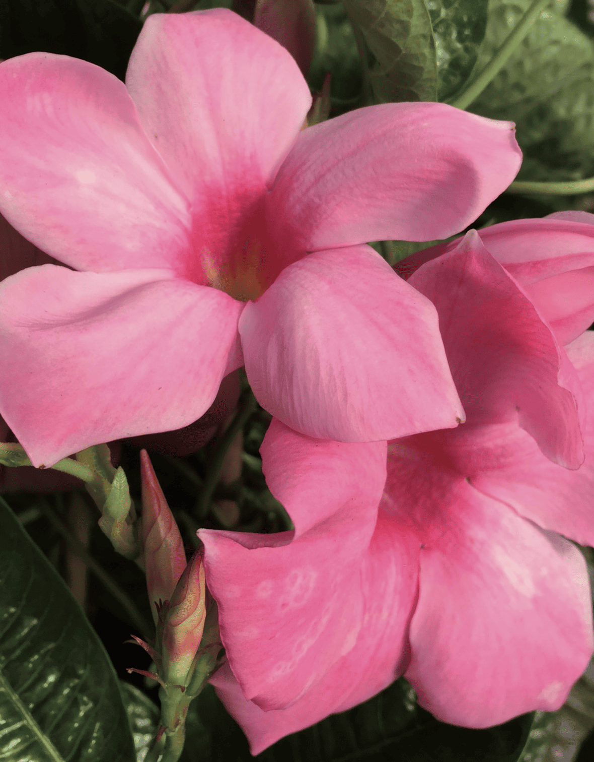 mandevilla-x-amabilis-alice-du-pont (1) mandevilla x amabilis alice du pont