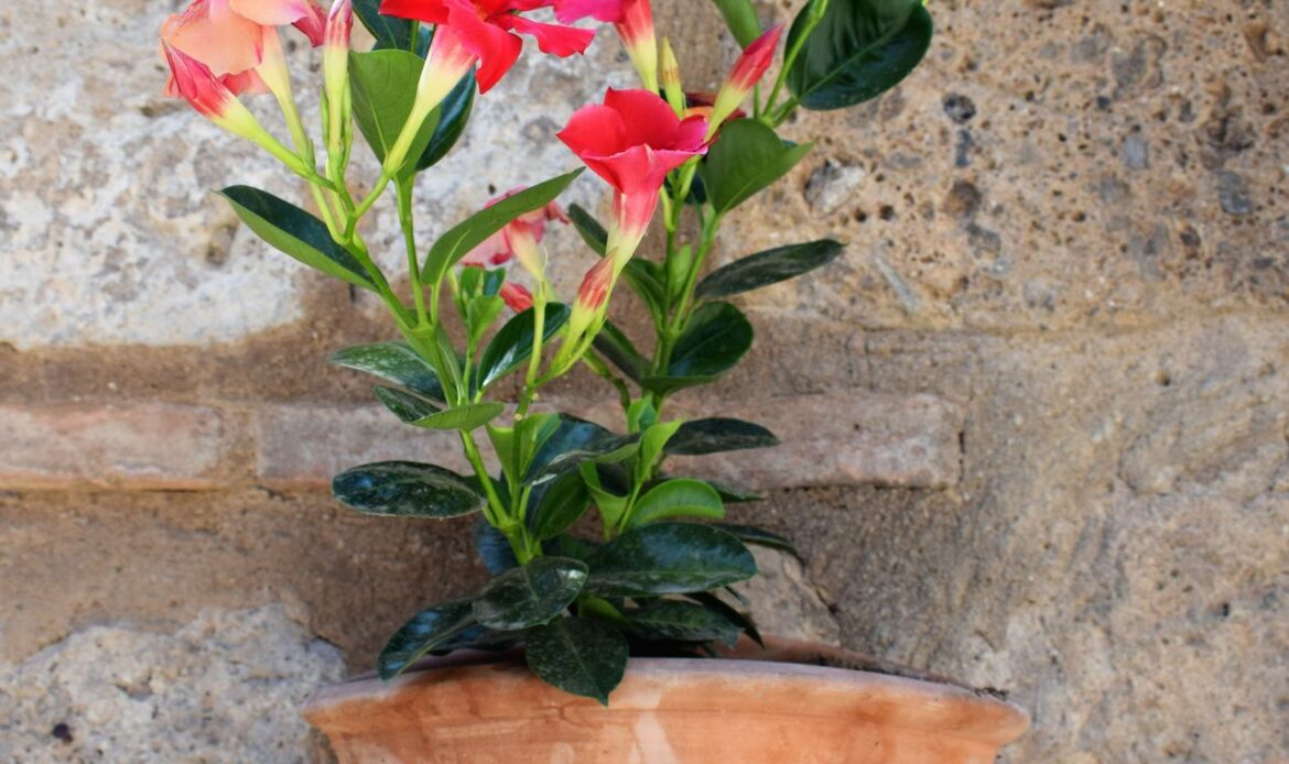 dipladenia