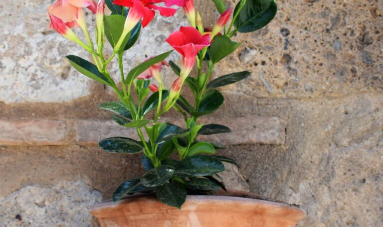 dipladenia