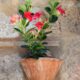 dipladenia