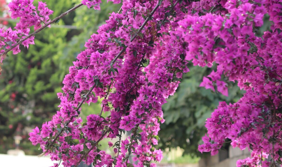 bougainvilea