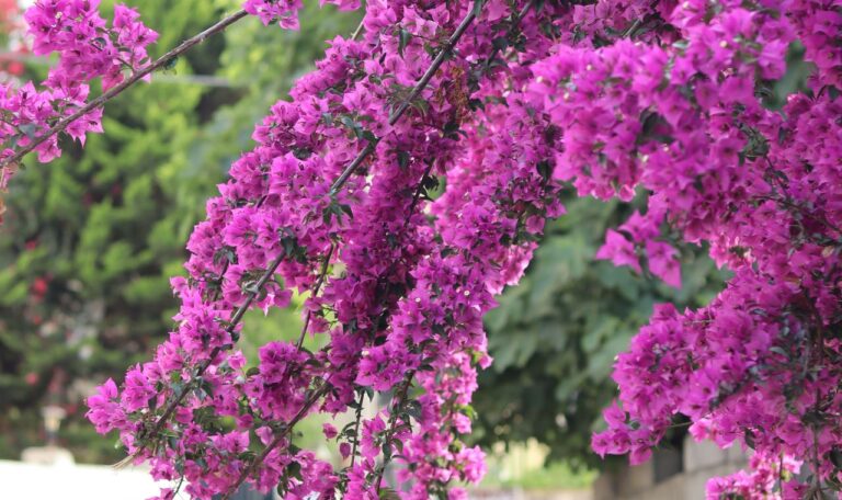 bougainvilea