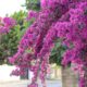 bougainvilea
