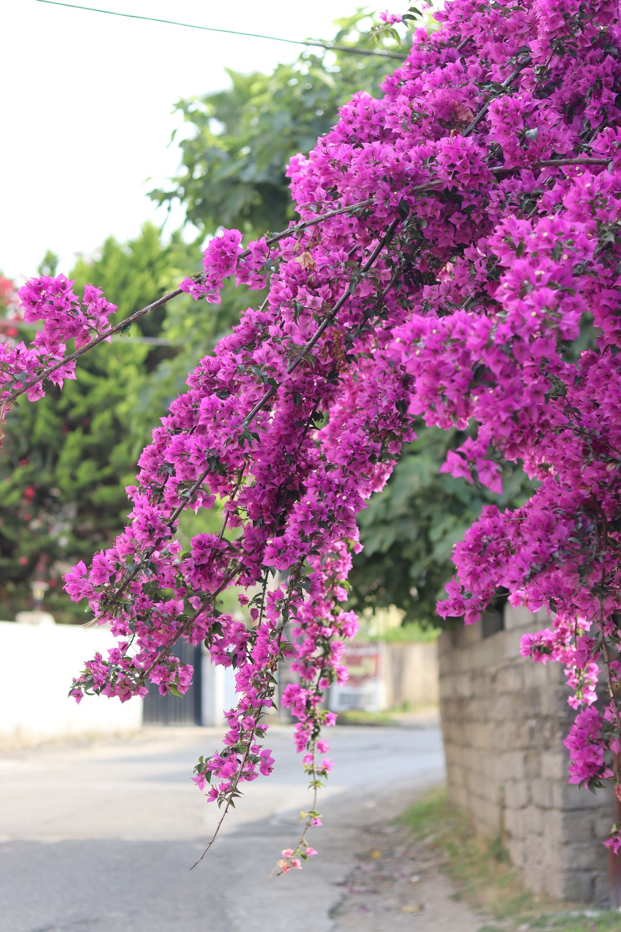 bougainvilea bougainvilea