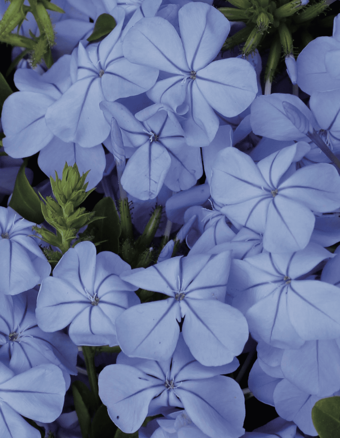 plumbago (1)