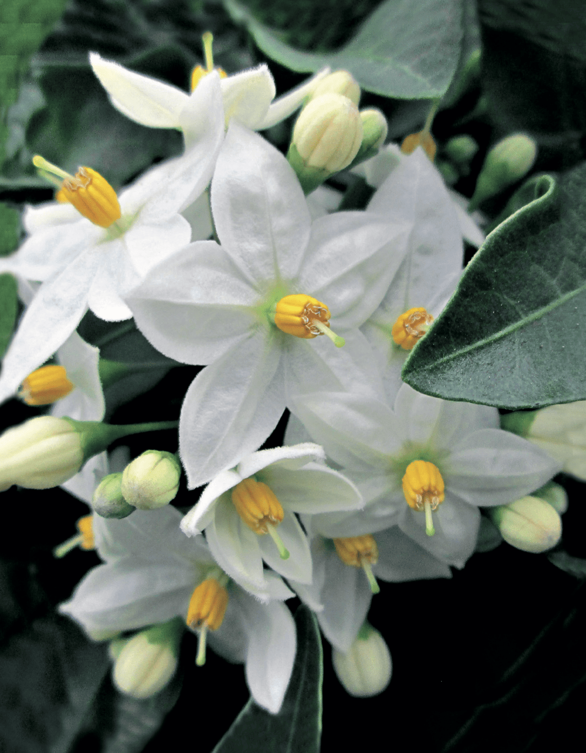 solanum-jasminoides (1) Solanum jasminoides