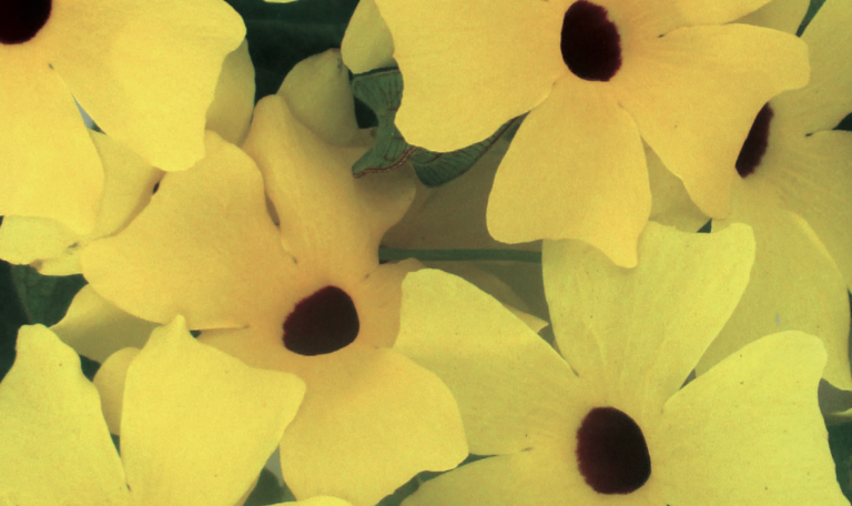 Thunbergia alata gialla