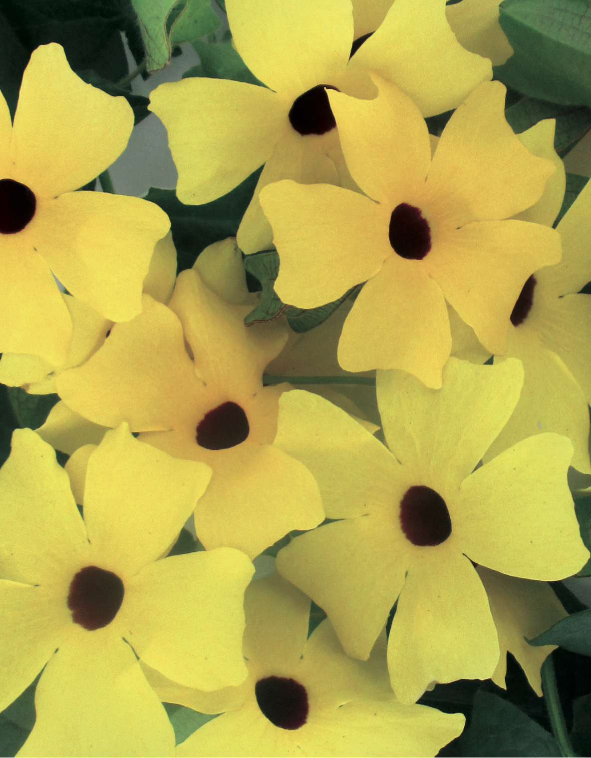 thunbergia-alata-gialla Thunbergia alata gialla