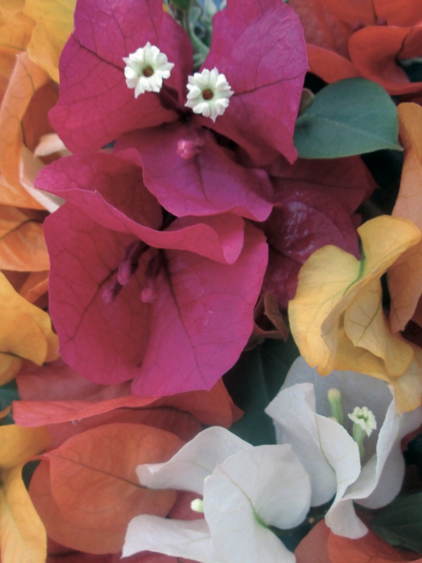 bougainvillea californiana