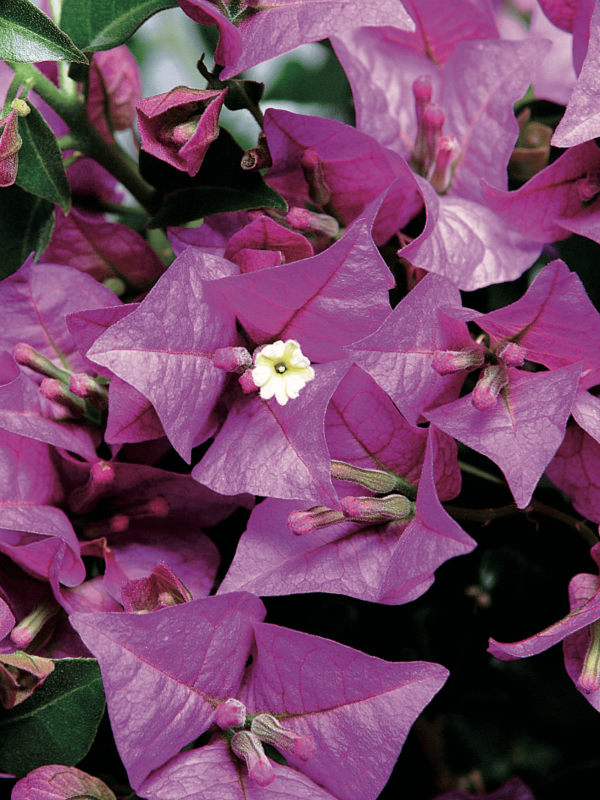 bougainvillea glabra