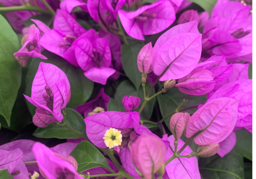 bouganvillea spectoglabra