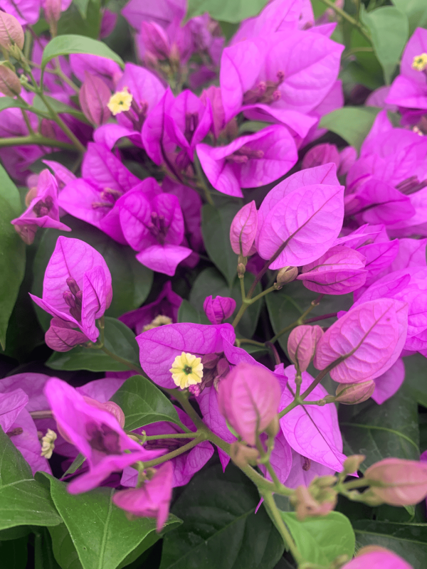 bouganvillea spectoglabra