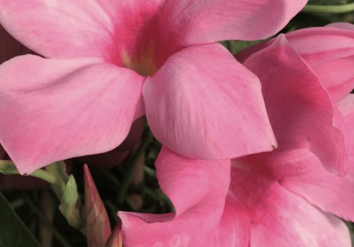 mandevilla x amabilis alice du pont