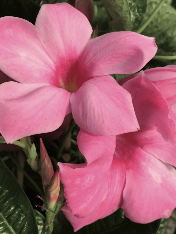 mandevilla x amabilis alice du pont
