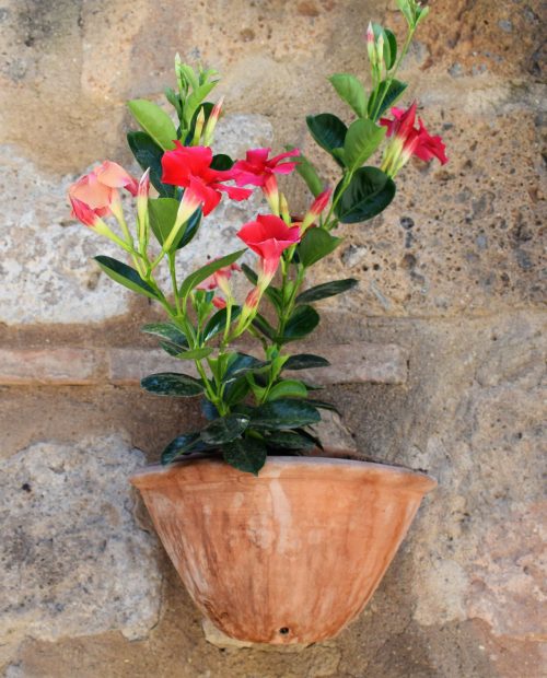 dipladenia