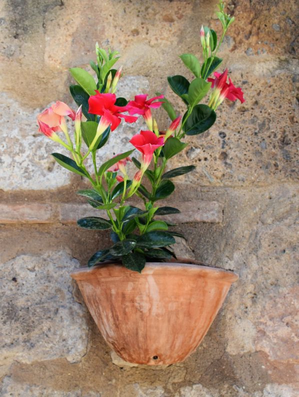 dipladenia