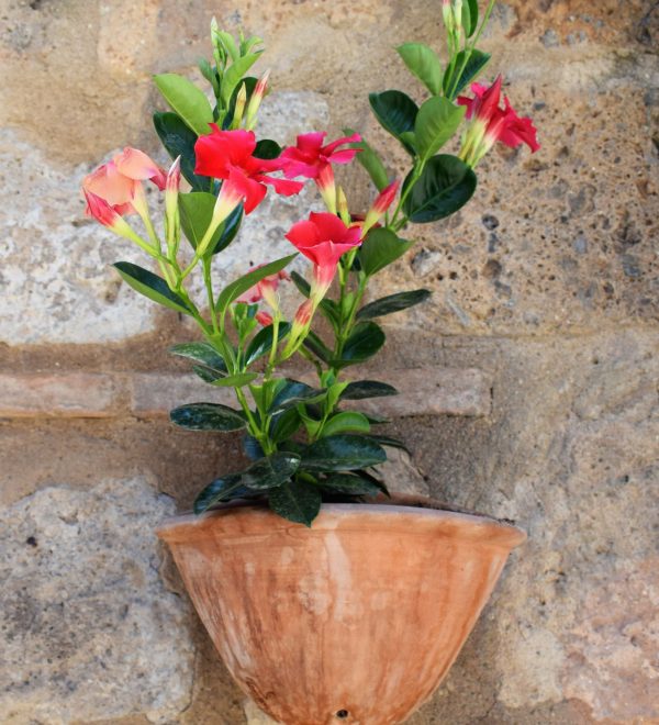 dipladenia