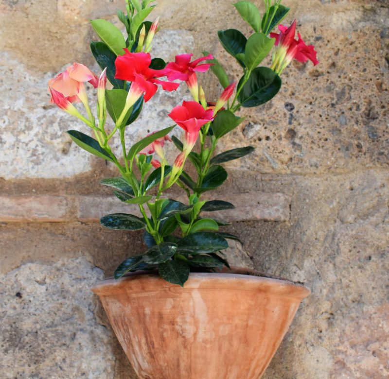 dipladenia