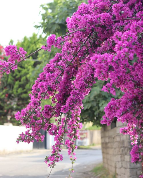 bougainvilea