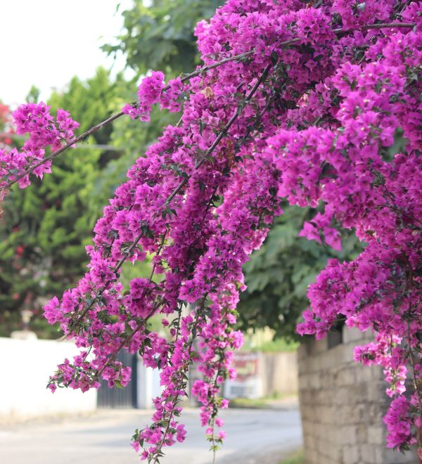 bougainvilea