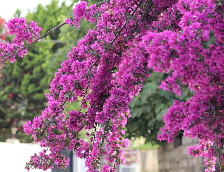 bougainvilea