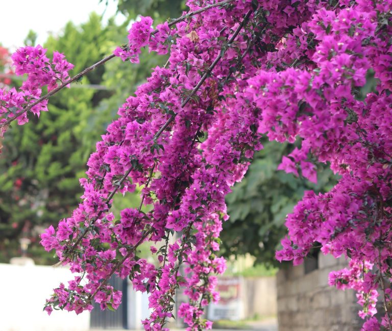 bougainvilea
