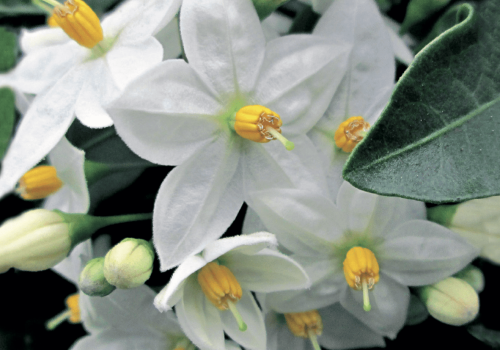 Solanum jasminoides