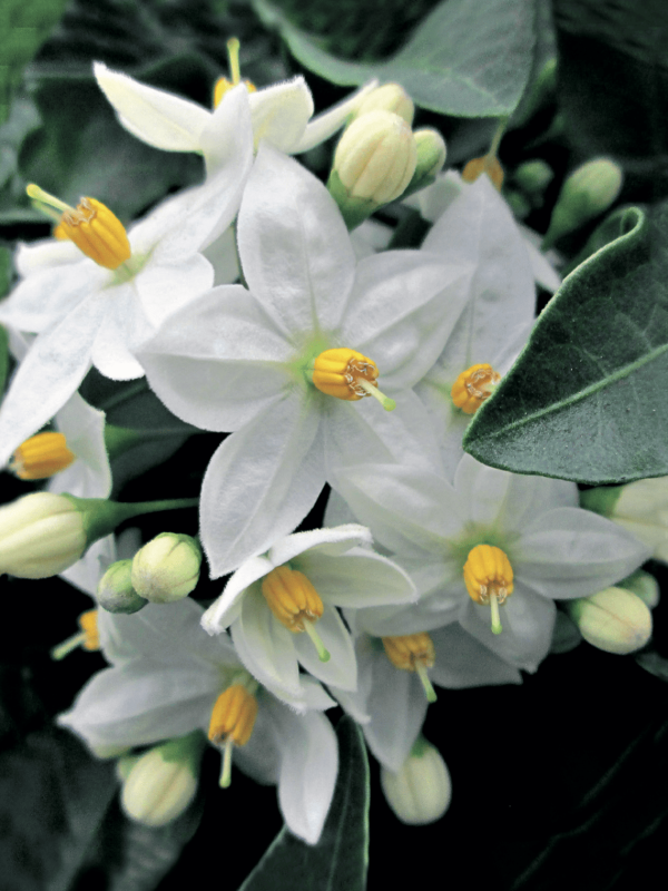 Solanum jasminoides