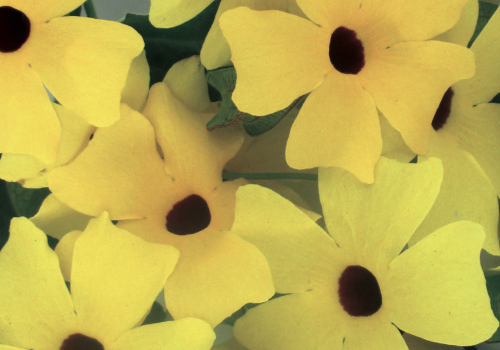 Thunbergia alata gialla