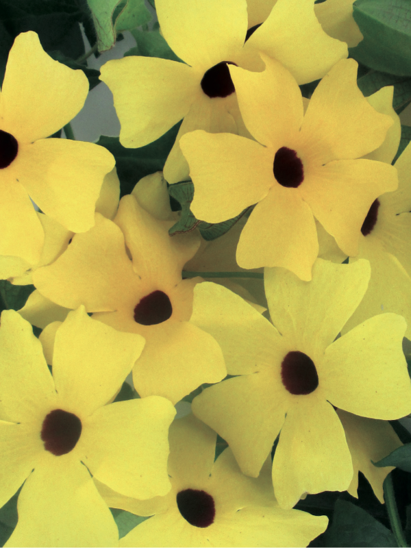Thunbergia alata gialla